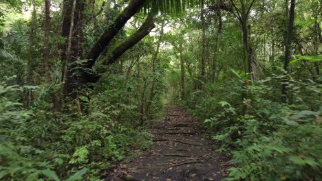 Caminando-Por-Un-Sendero-Angosto-A-Través-De-Una-Densa-Selva-Tropical-Con-Letreros-Que-Identifican-Plantas