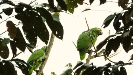 Pair-of-Red-Lored-Amazon-parrots-sit-high-up-in-the-canopy-calling-out-in-the-morning
