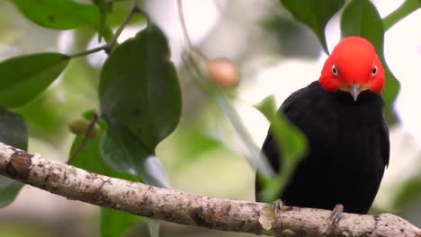 A-male-Red-Capped-Manakin-perched-in-tree
