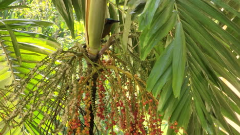 Blue-capped-Motmot-On-A-Palm-Tree-Feeding-On-Its-Fruits