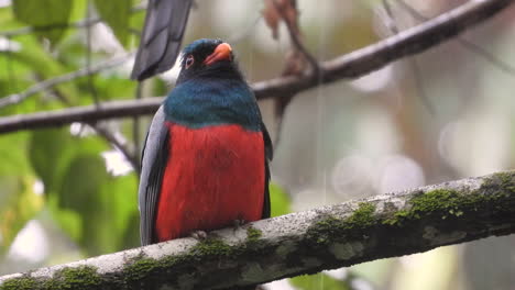 Slatly-tailed-trogon-seeking-shelter-from-the-rain-in-a-nice-dense-tree-in-the-forest