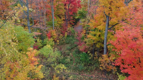 Aerial-View-Of-Trees-In-The-Forest-With-Autumn-Colors,-Reveal-Quiet-And-Empty-Road