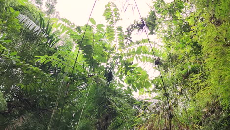 Mirando-Hacia-Arriba-Y-Rastreando-Mono-Capuchino-Saltando-De-La-Rama-De-Un-árbol-En-La-Selva-Tropical