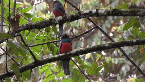 Two-Slaty-tailed-Trogons-is-found-in-Panama-and-northern-South-America