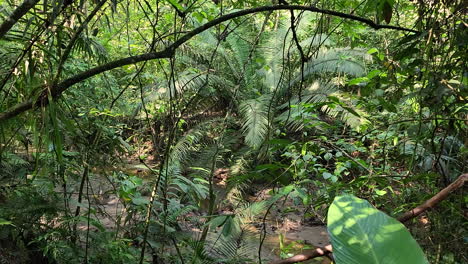 Slow-Dolly-View-Of-Untouched-Tropical-Forest-Plants-And-Vegetation