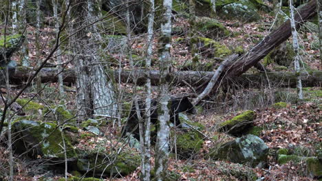 Amerikanischer-Schwarzer-Bär,-Der-Durch-Felsigen-Wald-In-Den-Rauchigen-Bergen-Geht