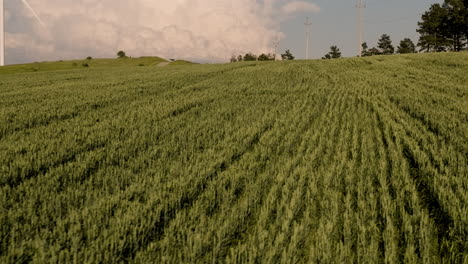 Ripening-crop-stalks-below-rotating-wind-turbine-blades-at-dusk,-Gori