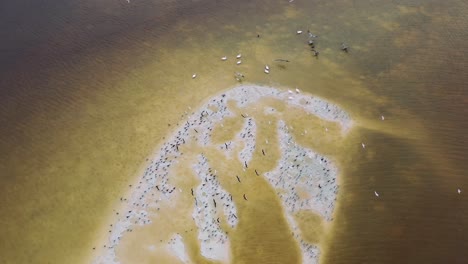 large-flock-of-birds-flying-around-white-sand-beach-on-coast-of-brown-river-in-Rio-Lagartos,-aerial-top-down