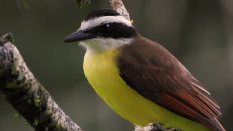 Pájaro-Paseriforme-Gran-Kiskadee-Sentado-En-Un-árbol-En-El-Bosque