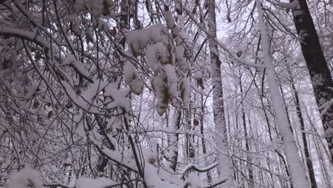 Winter-Wonderland-in-Snowy-Forest-in-Poland,-Close-up
