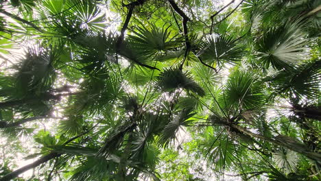 Lush-tropical-palm-tree-canopy-during-the-day,-view-from-the-ground-below
