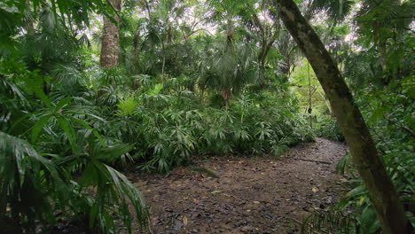 Walking-Point-of-View-of-walking-in-the-Wet-Rain-forest-of-Panama,-with-wet-forest-floor-and-various-species-of-Palm-growing-around