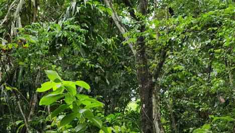 Capuchino-De-Cara-Blanca-Panameño-Salvaje-Visto-En-La-Rama-De-Un-árbol-En-La-Selva-Tropical-En-Gamboa,-Panamá