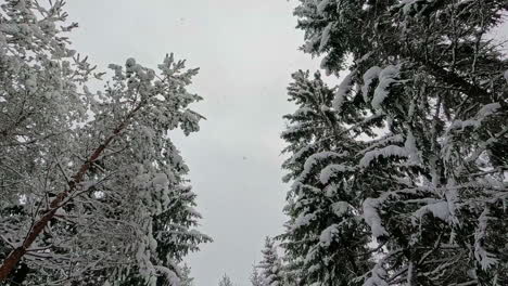 Trail-in-spruce-forest-with-fresh-snow-during-winter,-Slow-motion-Tilt-down-shot