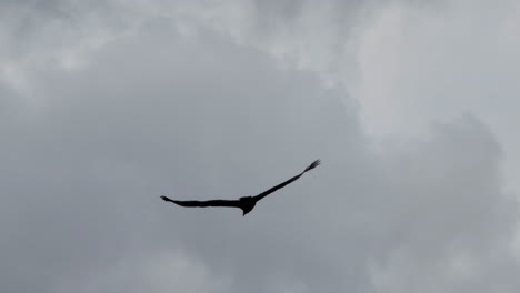 Large-hawk-glides-effortlessly-in-circles-in-the-sky-over-a-lake-looking-for-prey
