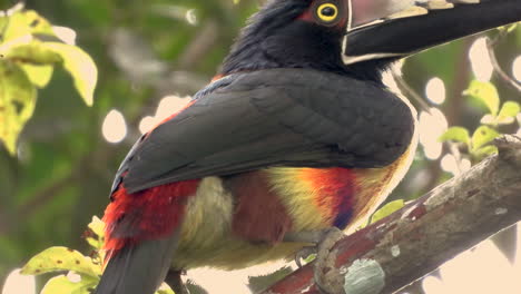 A-beautifully-coloured-collared-aracari-picks-and-eats-an-olive-from-a-tree