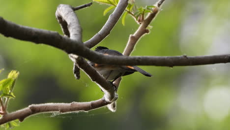 Nahaufnahme-Eines-Männlichen-Amerikanischen-Redstart-Vogels,-Der-Auf-Einem-Baumzweig-Hockt-Und-Dann-Wegfliegt