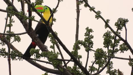 Keel-Billed-Toucan-watching-his-surroundings-from-a-high-treetop-as-he-jumps-off-his-perch-and-flies-away-in-smoky-skies