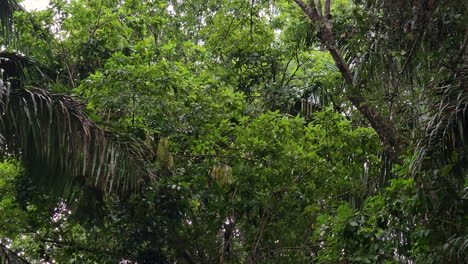 Äste,-Die-Sich-Im-Dichten-Gamboa-Dschungel-Bewegen,-Mit-Panamaischen-Kapuzinern-Mit-Weißem-Gesicht,-Die-Durch-Blätter-Sehen
