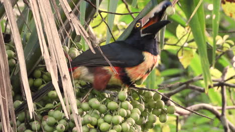 Aracari-Con-Collar-Comiendo-Fruta-De-Palma-Verde-En-El-árbol