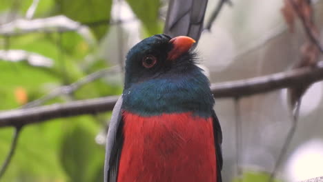 Portrait-of-Slaty-Tailed-Trogon-Bird-Perched-on-Twig-Under-the-Rain-in-Rainforest---extreme-close-up