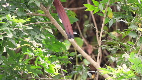Squirrel-cuckoo-sitting-in-a-lush-green-tree-in-the-dense-forest-during-the-day