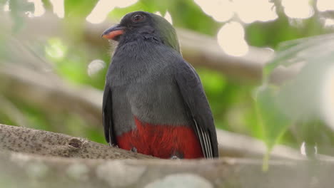 Looking-Up-At-Perched-Slaty-Tailed-Trogon-On-Tree-Branch
