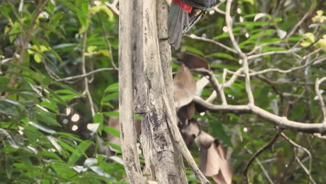 Collared-Aracari-Climbs-On-Dry-Branches-Of-A-Tree-Hanging-In-The-Wilderness