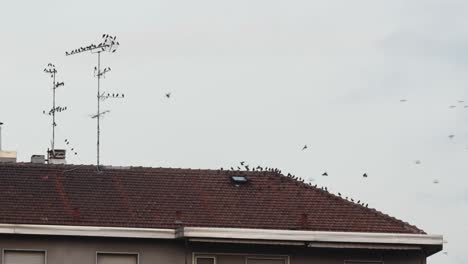 Viele-Vögel-Auf-Dem-Dach