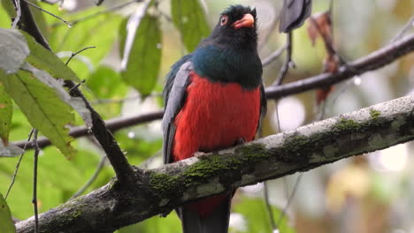 Trogon-with-red-bellied-feathers-perched-on-tree-branch-shakes-off-raindrops