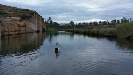 Disparo-De-Dron-Siguiendo-A-Un-Cisne-Nadando-A-Lo-Largo-Del-Río