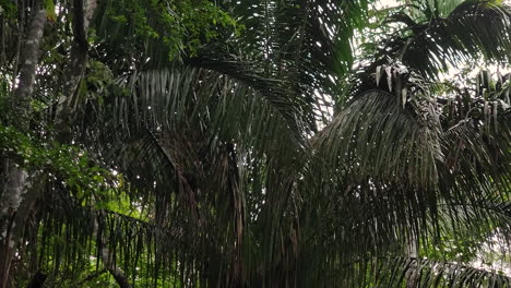 Ein-Panamaischer-Kapuziner-Mit-Weißem-Gesicht-Klettert-Zwischen-Bäumen