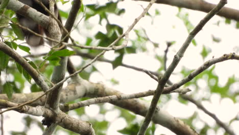 Eichhörnchenkuckuck-Springt-Zwischen-Ästen-In-Ineinandergreifenden-Ästen-Aus-Dem-Regenwald