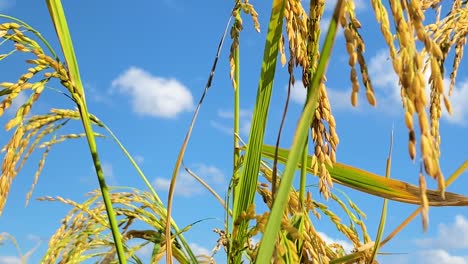 Vibrant-paddy-rice-plant-with-growing-crops-in-close-up-motion-view