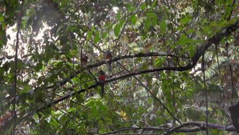 Two-Trogons-with-red-plumage-on-belly-sits-on-branch-in-forest-canopy-in-rain