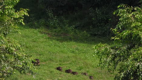 Capybara-family-on-the-move-in-green-and-lush-forest-in-the-sunlight