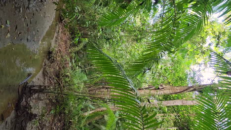Vertical-video-of-drone-flying-low-over-a-jungle-streamlet-in-Panama-with-Palms-and-other-kinds-of-vegetation