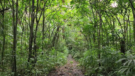 Pov-Zu-Fuß-Auf-Einem-Leeren-Tropischen-Regenwaldweg