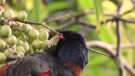 Colorful-Collared-Aracari-eating-small-fruit-with-its-beak,-in-a-sunny-tropical-forest