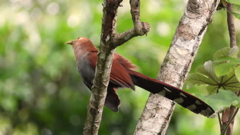Pájaro-Cuco-Ardilla-Posado-En-La-Rama-De-Un-árbol-Tropical-Y-Volar-Lejos