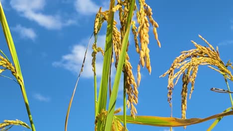 Rice-plant-crops-growing-on-sunny-day-against-blue-sky,-close-up-motion-view