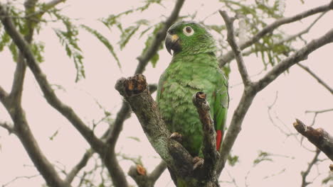 Majestic-green-parrot-aka-farinosa-amazone-us-sitting-in-a-tree-in-the-rain-on-a-grey-day
