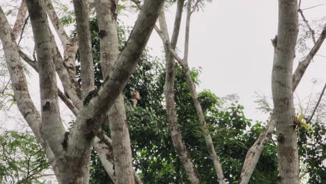 Mono-Capuchino-De-Cara-Blanca-Comiendo-Hojas-Tiernas-En-Lo-Alto-Del-Dosel-Mientras-Trata-De-Esconderse