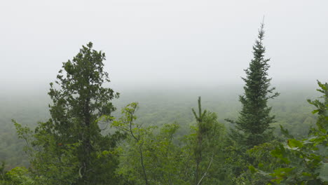 Toma-De-árboles-Y-Bosques-En-El-Viento-Mientras-La-Densa-Niebla-Sopla