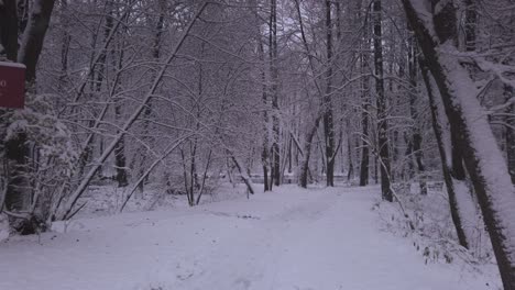 Snowy-Forest-Path-in-Poland-in-Wintertime,-Dolly-Forward-Shot