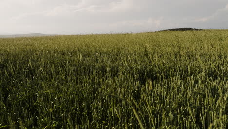 Wheat-field-stalks-blown-by-gentle-summer-breeze-in-afternoon-sun