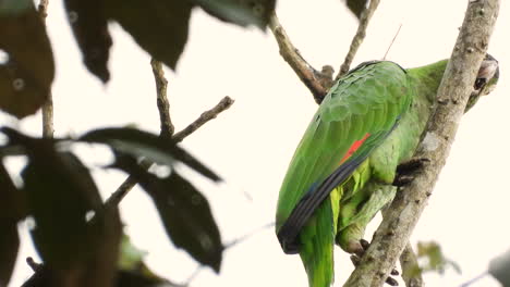 Eine-Nördliche-Mehlige-Amazone-Oder-Ein-Nördlicher-Mehliger-Papagei-Thront-Auf-Einem-Zweig-Im-Regenwald---Nahaufnahme