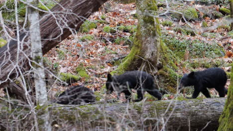 Mother-Black-Bear-and-Three-Cubs-walking-across-Log-in-Forest-of-Great-Smoky-Mountains