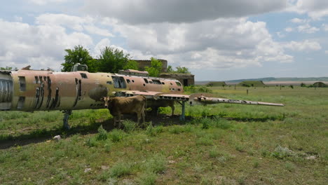 Cow-standing-by-air-fighter-plane-wreckage-at-Shiraki-airbase,-Georgia