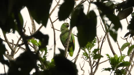 Nördlicher-Mehliger-Amazonas-Papagei,-Der-Auf-Einem-Ast-Sitzt---Statische-Aufnahme